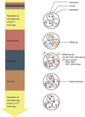 Cooperation and Lateral Forces: Moving Beyond Bottom-Up and Top-Down Drivers of Animal Population Dynamics